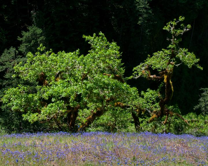 Eagle Creek 1623.jpg